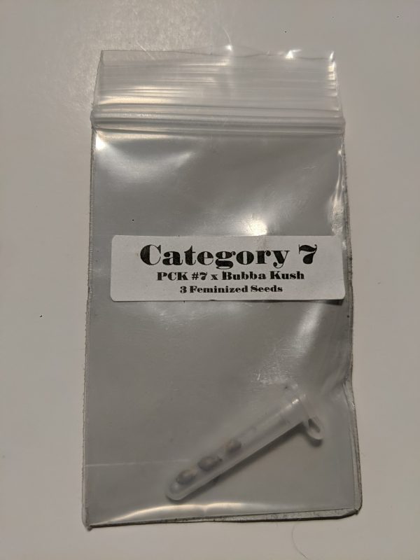 [CSI Humboldt] Category 7: Pakistani Chitral Kush IBL 7 x Bubba Kush – 3 pack fem