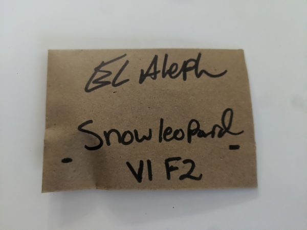 [El Aleph] Snow Leopard v1 f2 Bodhi: Tigermelon x Snow Lotus – 6 pack - Image 2