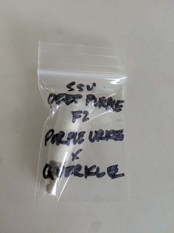 [SoCal Seed Vault] Deep Purple f2: Purple Urkle x Querkle – 10+ pack